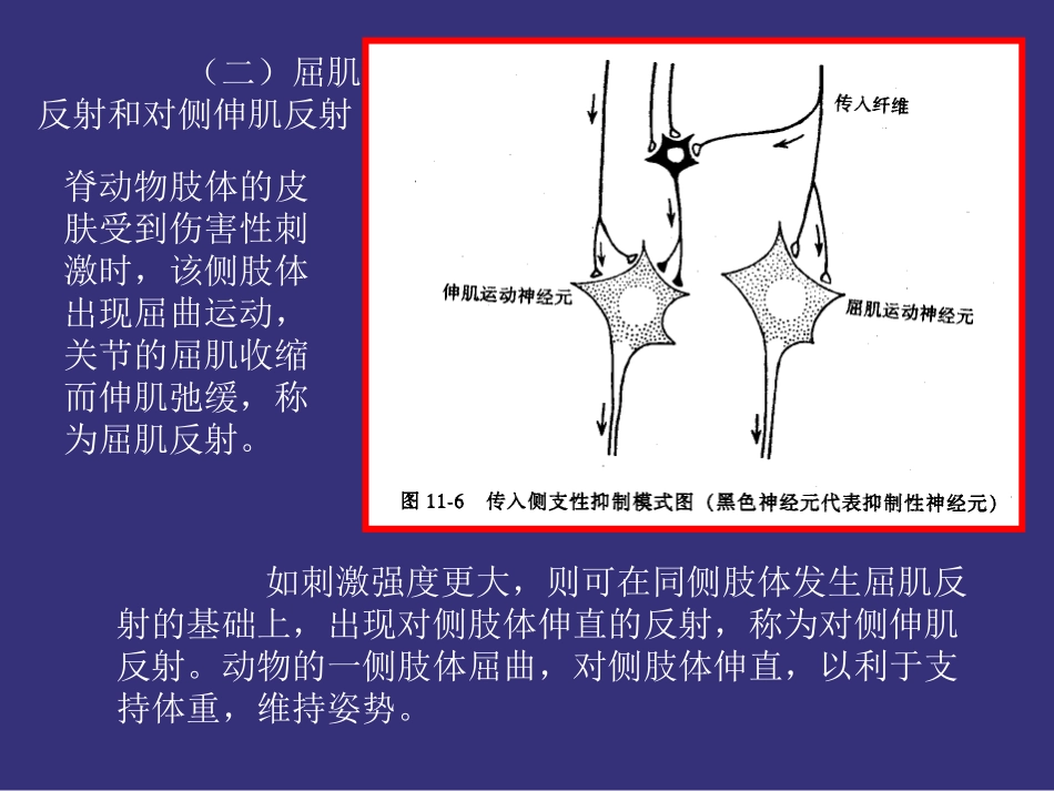 第十二章 神经系统(21)_第2页
