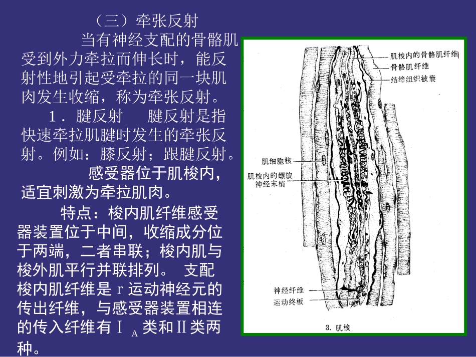 第十二章 神经系统(21)_第3页