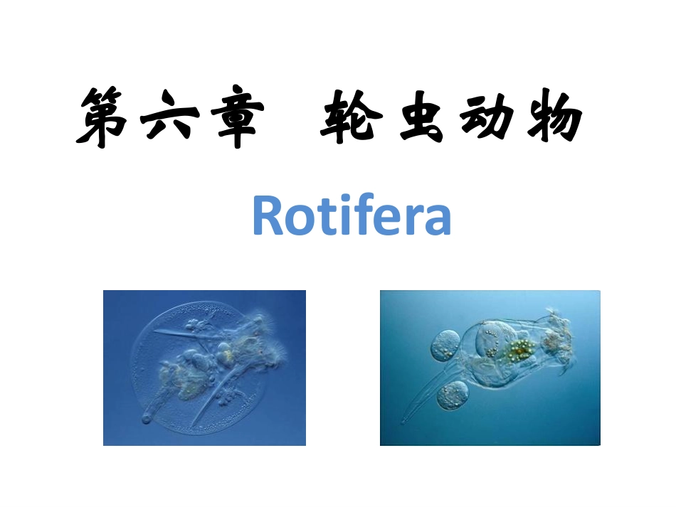 第六章轮虫动物_第1页