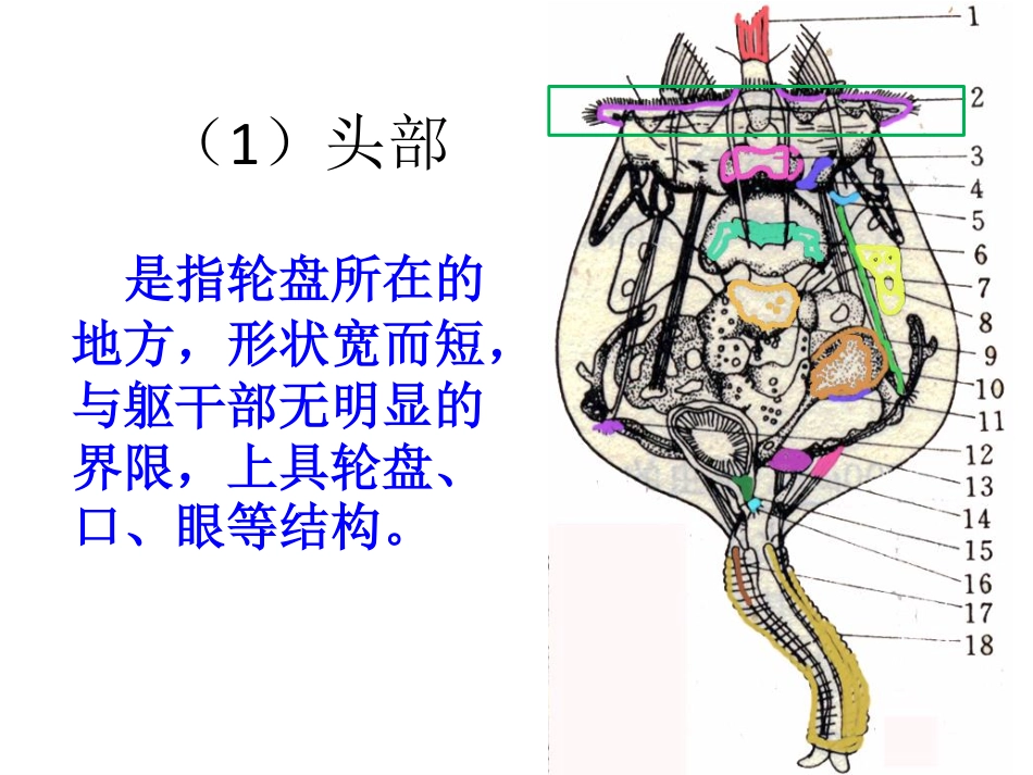 第六章轮虫动物_第3页