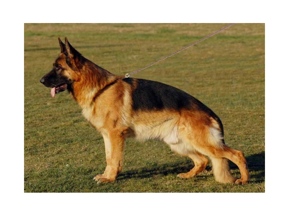 第六章    犬的繁育技术_第3页