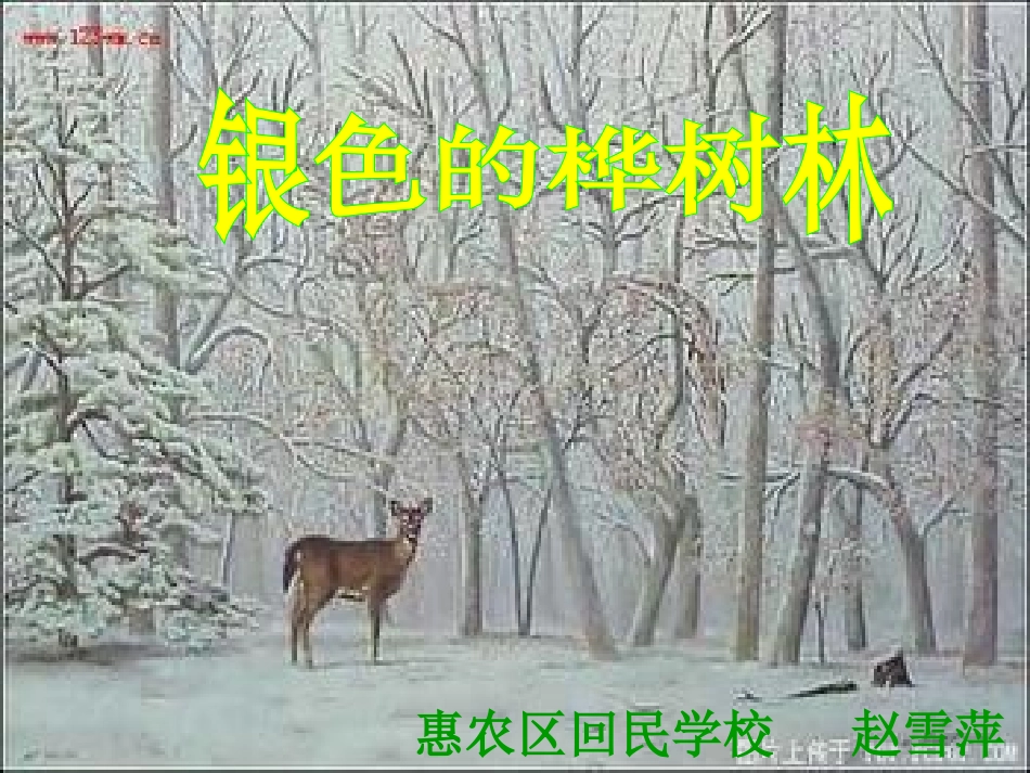 银色的桦树林1_第1页