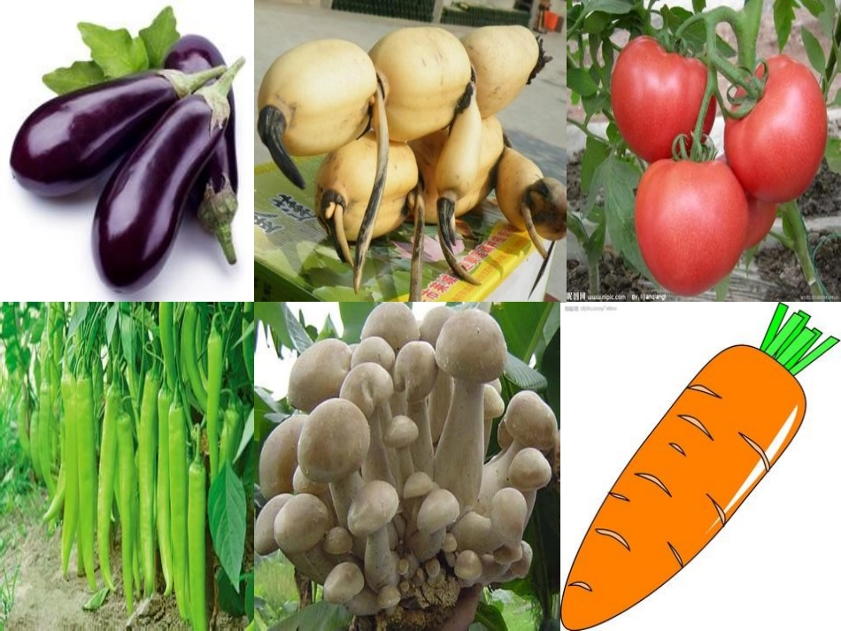 上课14我要的是葫芦_第1页