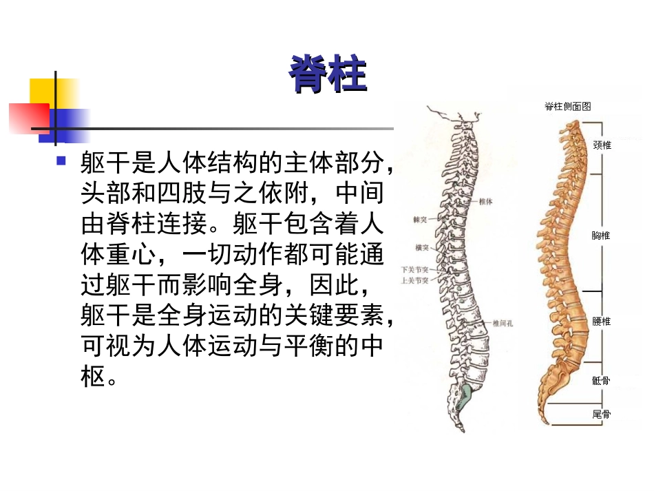 第二章 第三节  关节运动学(五、脊柱)姿势与腰椎运动_第3页