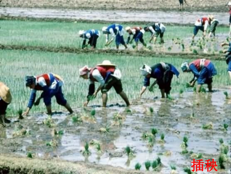 农业的变化真大第一课时公开课_第1页