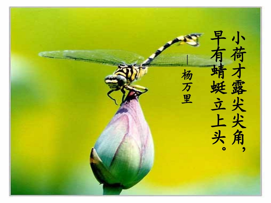爱莲说_课件_第2页