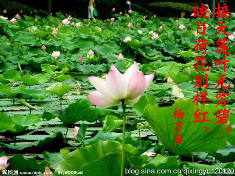 爱莲说_课件_第3页