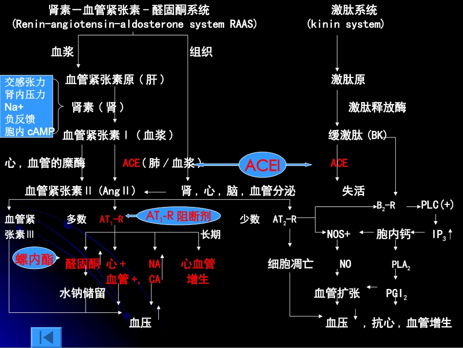 第二十二章 肾素-血管紧张素-醛固酮系统药理 一、 肾素-血管_第3页