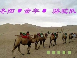 冬阳童年骆驼队 