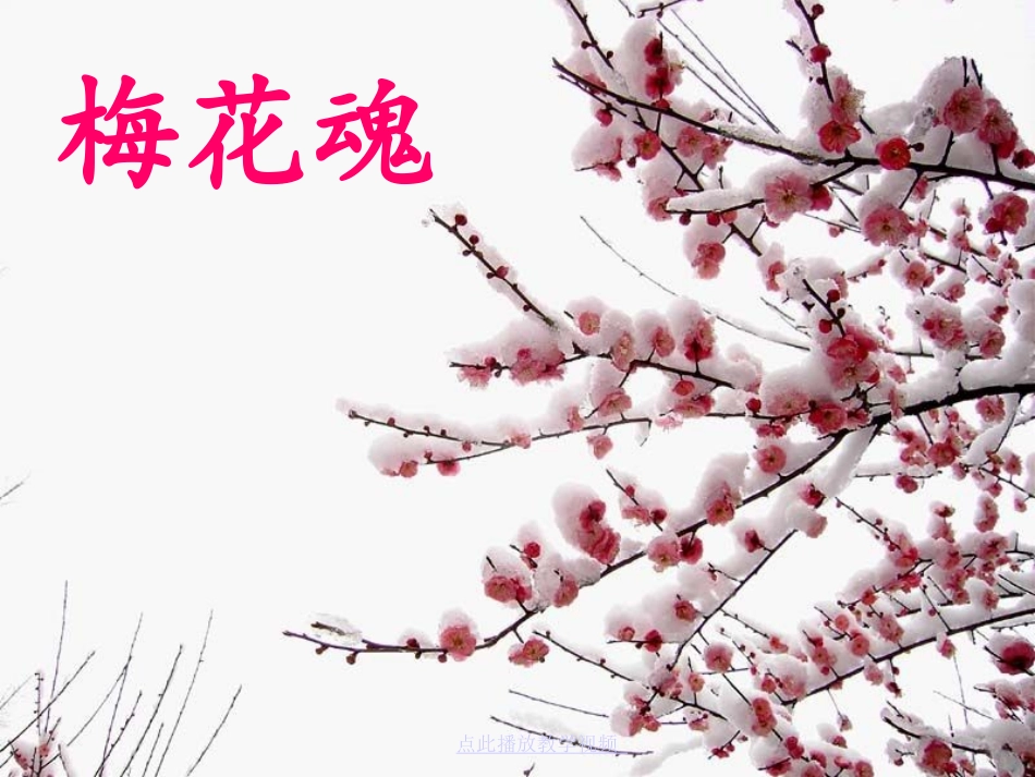 梅花魂 (2)_第1页