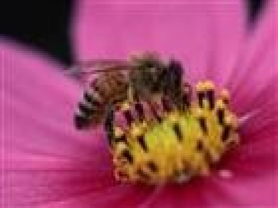 八年级生物《动物的运动》课件_第3页