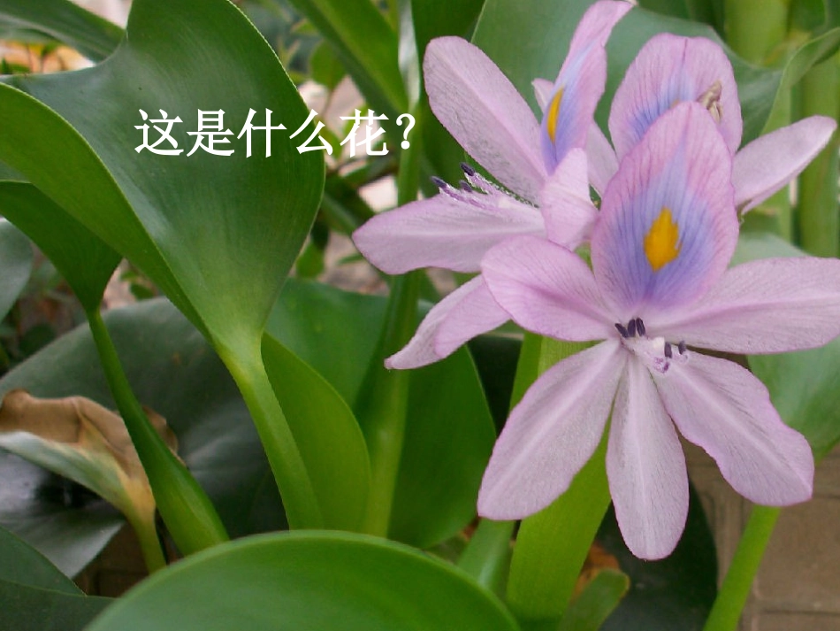 余建春生物入侵者_____公开课(定稿)_第1页