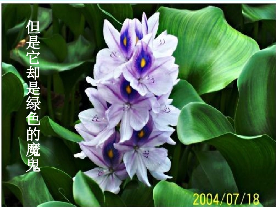 余建春生物入侵者_____公开课(定稿)_第3页