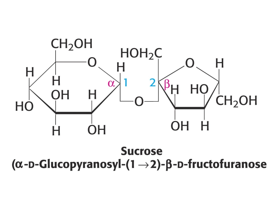 第三节 寡聚糖_第3页
