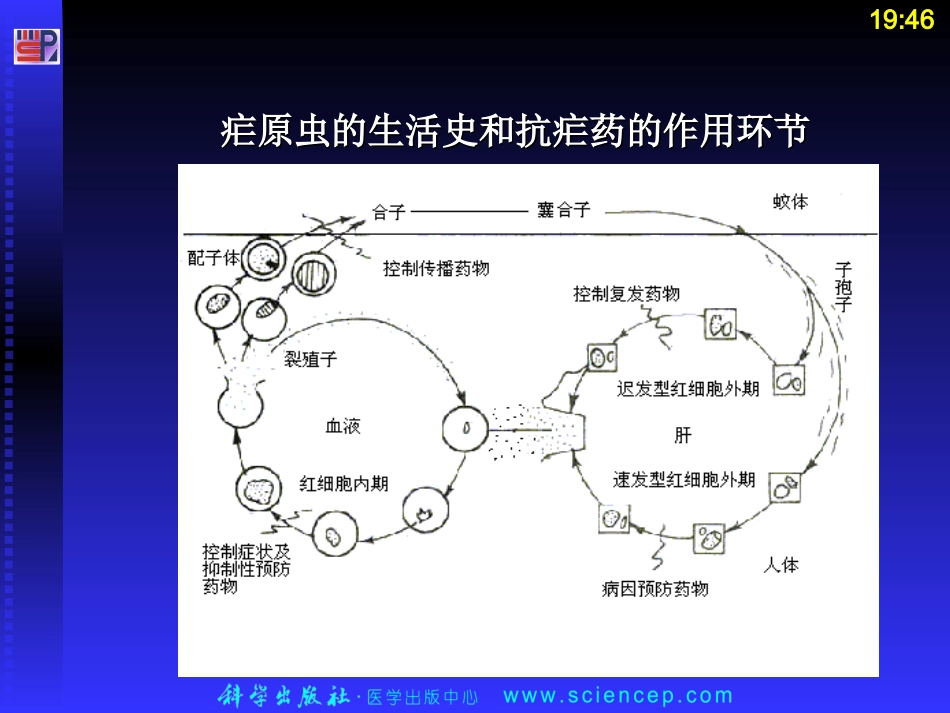 第三章 抗寄生虫病药_第3页