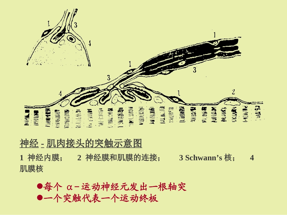 第七节 肌无力_第3页