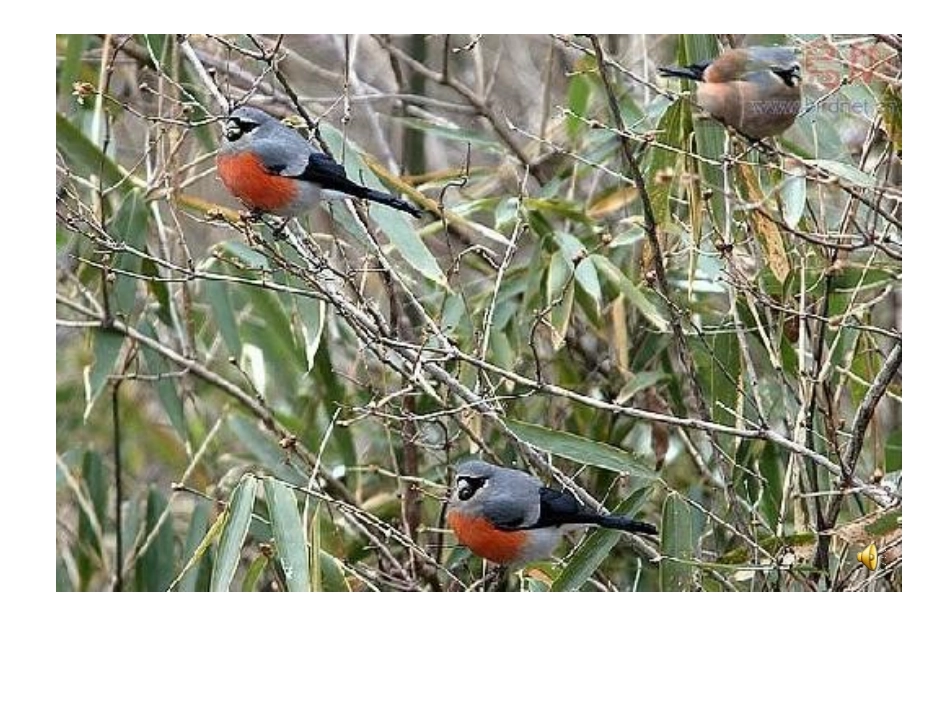 人教版三年级语文上册《灰雀》PPT课件_第2页