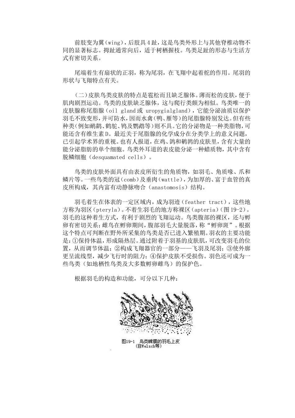 第一节 鸟纲的主要特征_第3页