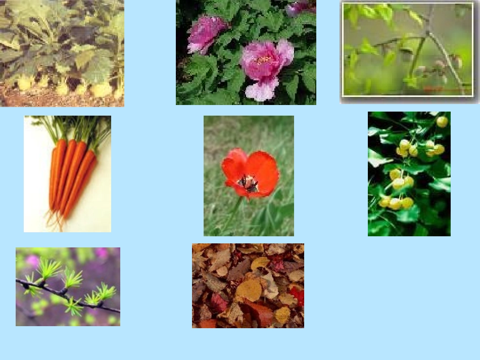 八年级语文叶专题_第3页