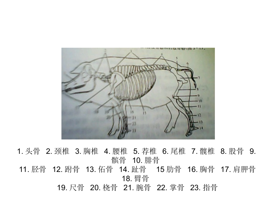 第一章：猪的解剖_第3页