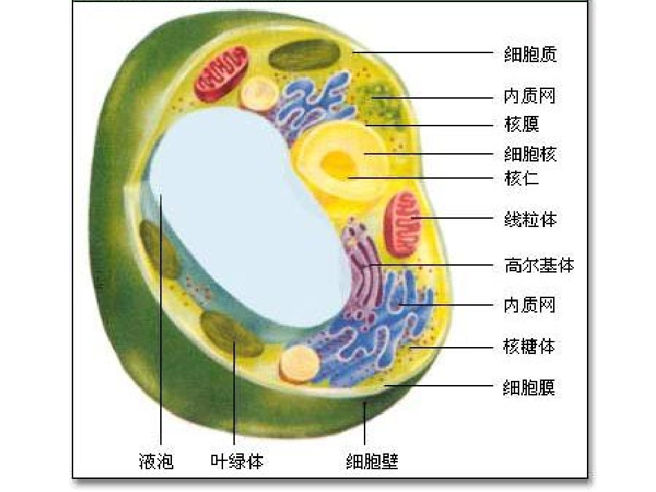 第一章、细胞(执行稿)_第3页