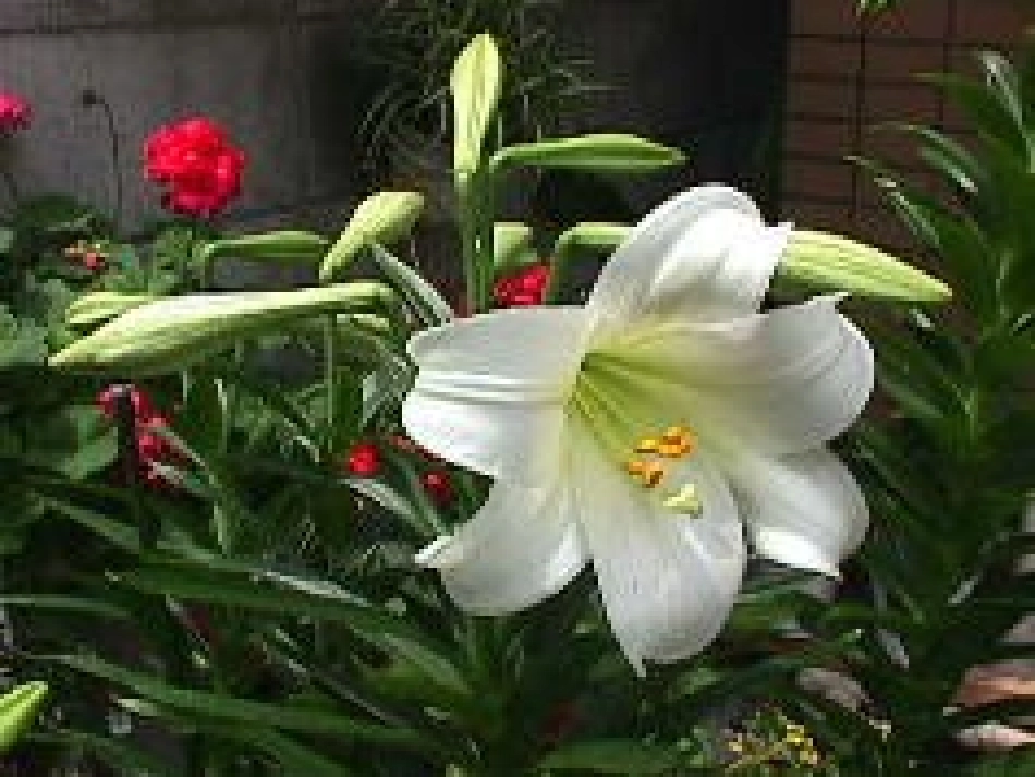 小说家谈小说_第3页