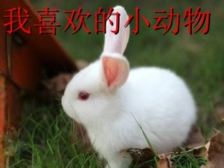 二年级下册五单元写话描写小动物
