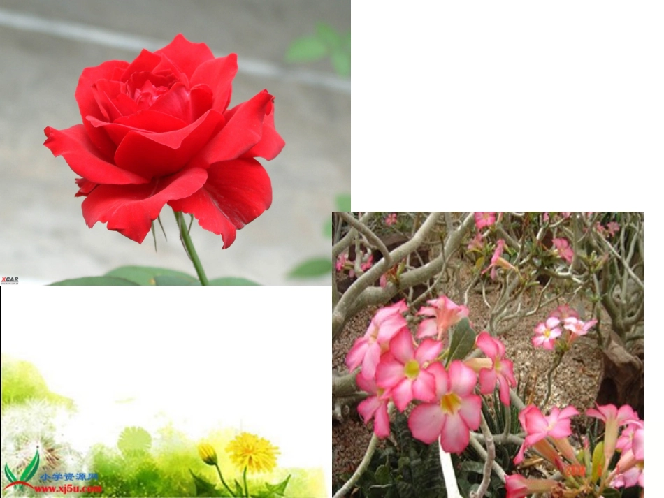 沙漠玫瑰_课件_第2页