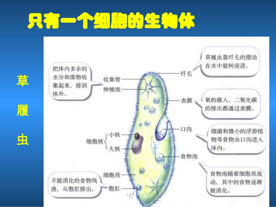 单细胞生物(公开课)_第3页