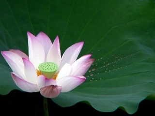 语文-《爱莲说》3-汪升旭