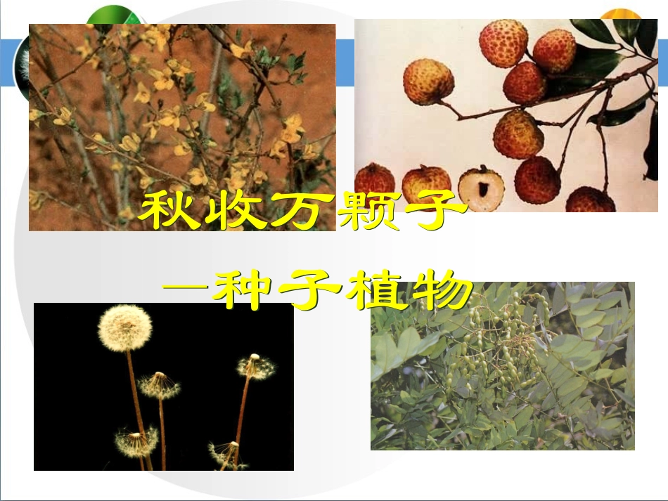 种子植物第一课时参考课件_第2页