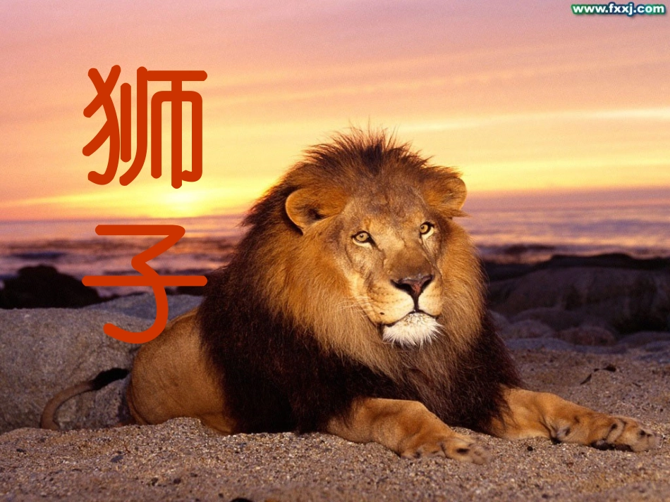 郑淑萍两只小狮子课件_第1页