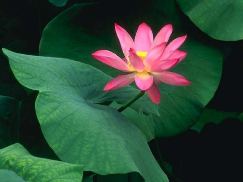 荷叶圆圆课件1_第2页