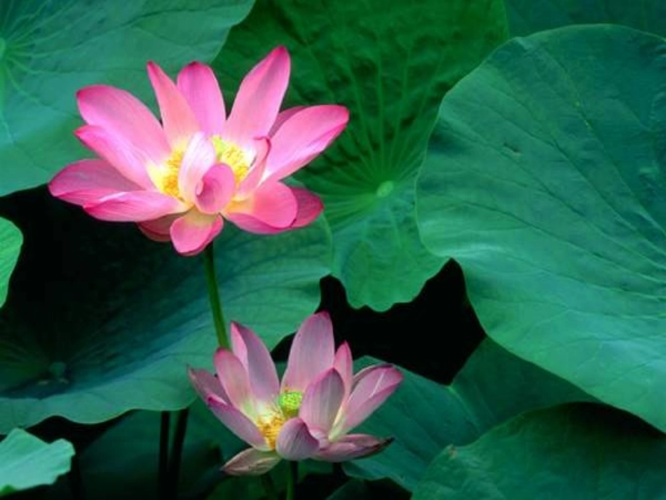 荷叶圆圆课件1_第3页