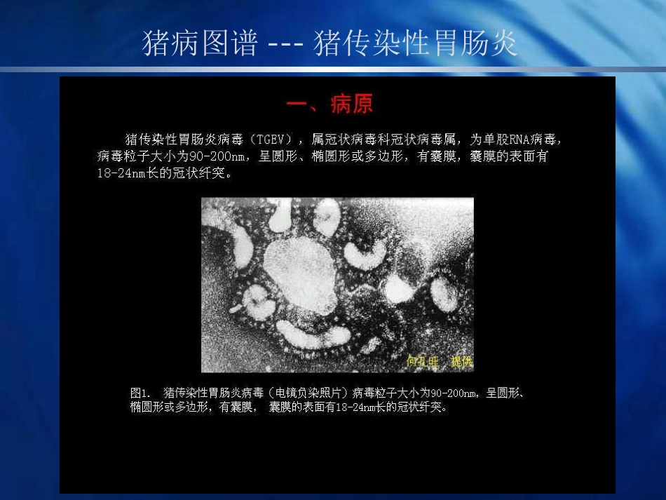 猪病图谱---猪传染性胃肠炎_第2页