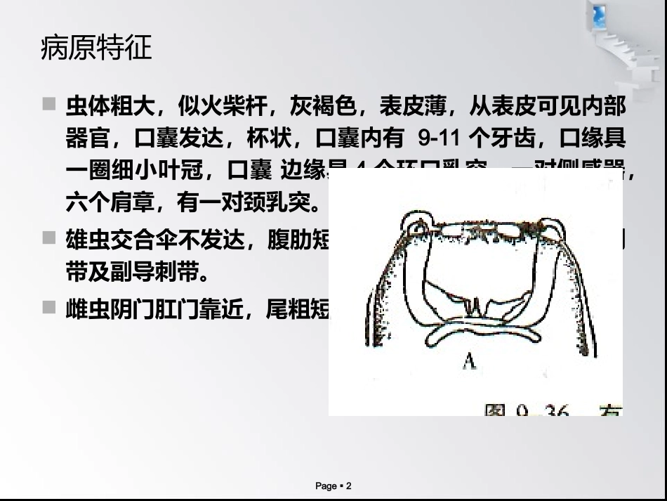 猪冠尾线虫病_第2页