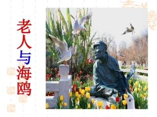 廖建萍《老人与海鸥》课件