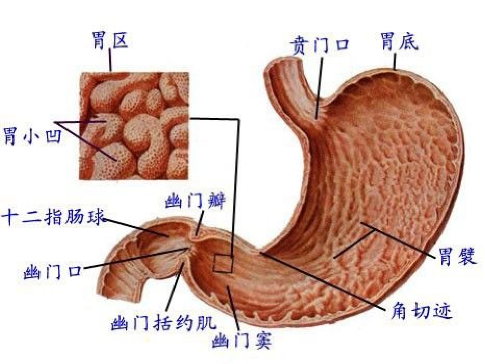 消化系统药用植物_第1页