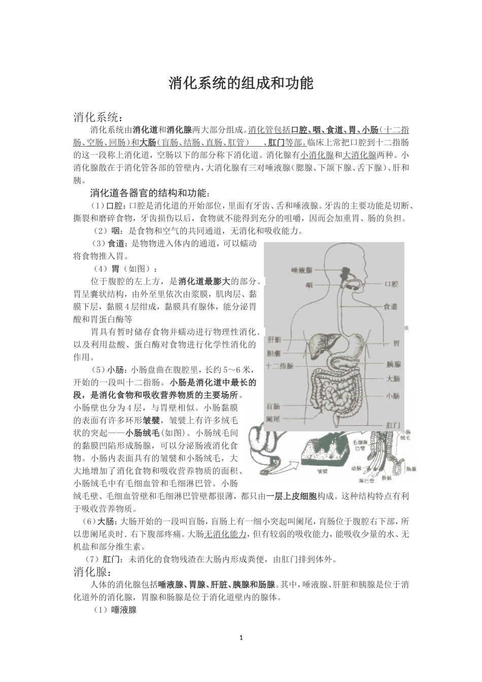消化系统的组成和功能_第1页
