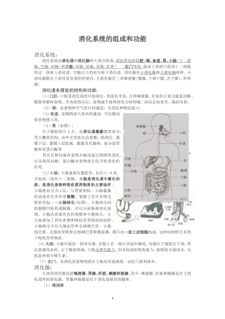 消化系统的组成和功能