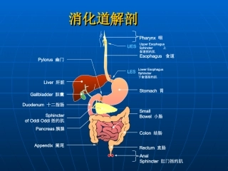 消化系统常用药鲁临-文档资料