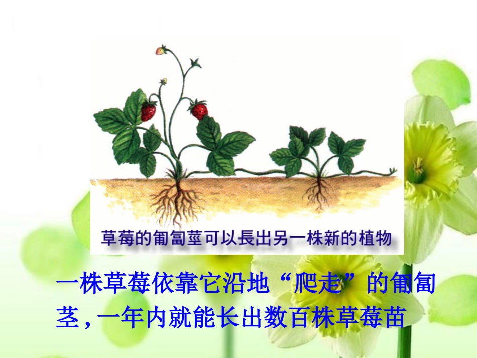 高中英语Unit2《Cloning》课件-Reading新人教版选修8_第3页