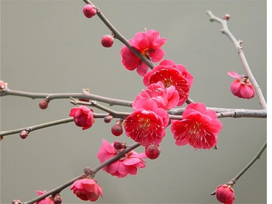 人教版五年级上册语文6《梅花魂》课件_第2页