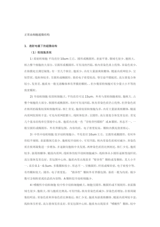 正常血细胞超微结构