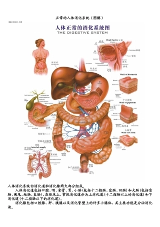 正常的人体消化系统(图解)
