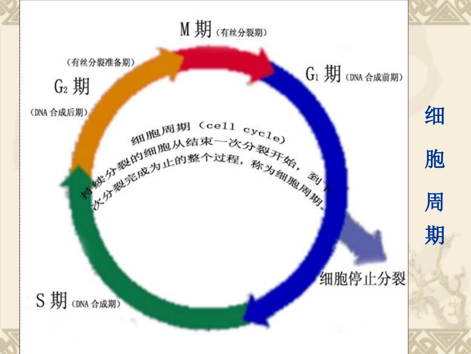 植物细胞的分裂概述_第3页