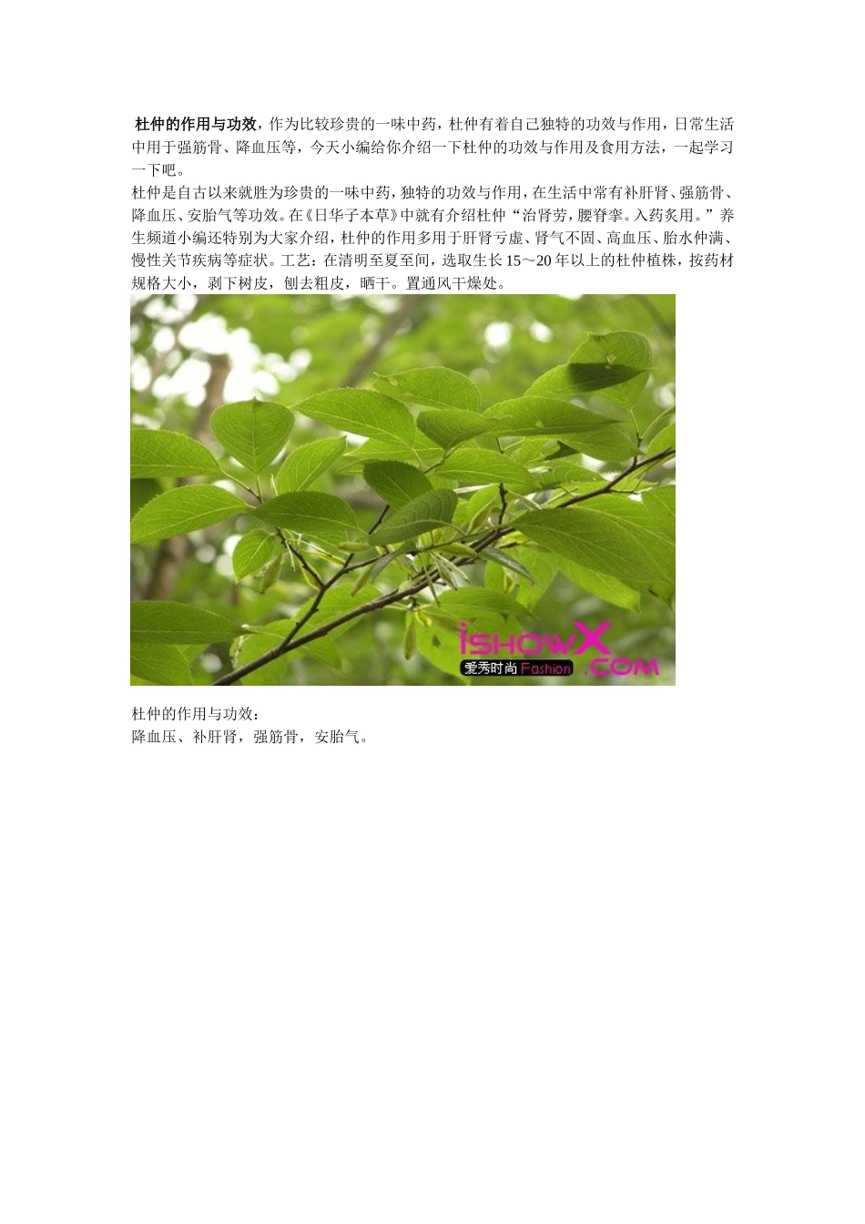 杜仲的功效与作用及食用方法_第3页