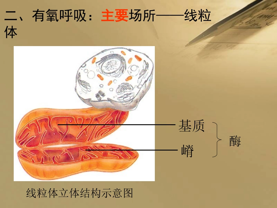 有氧呼吸--ppt_第3页