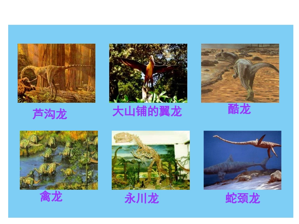 飞向蓝天的恐龙课件 (2)_第3页