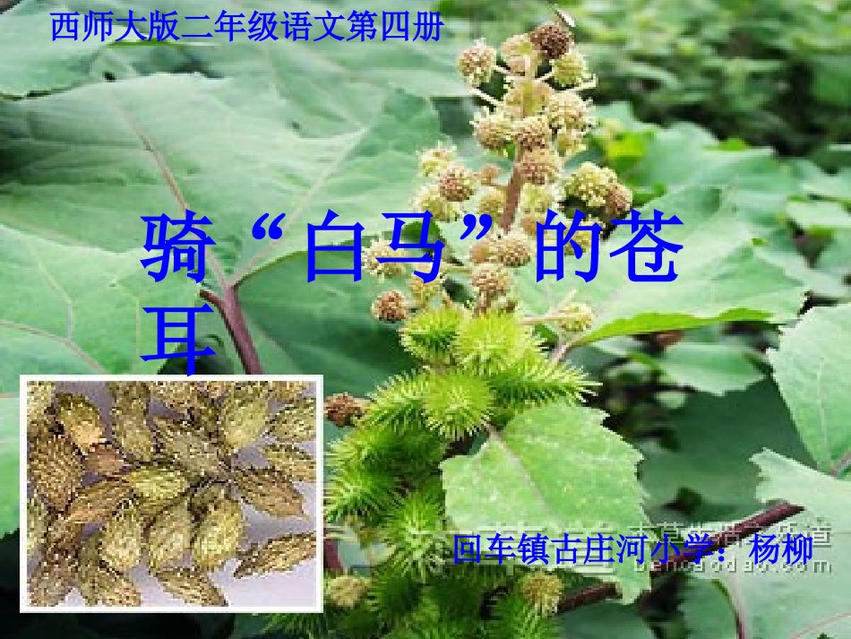 最新骑白马的苍耳_第1页
